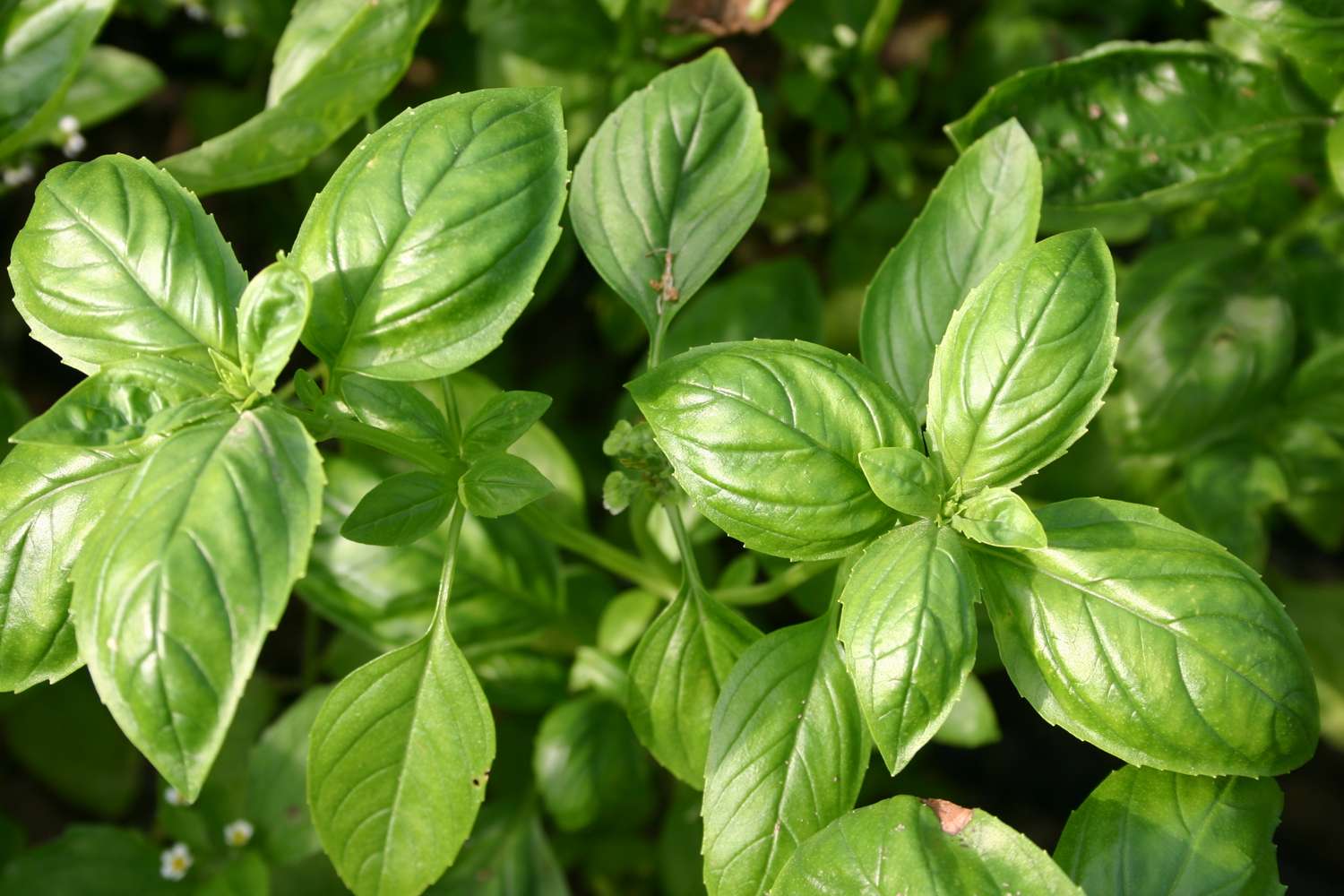 Basilic 'Genovese' (graines BIO)